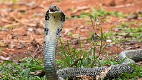 कमोडवर शौचास बसताच लिंगाला डसला कोब्रा; हेलिकॉप्टरने हॉस्पिटलमध्ये नेताच डॉक्टरांनी..