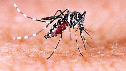 पिंपरी : महिनाभरात डेंग्यू संशयित रुग्णसंख्या चौपट