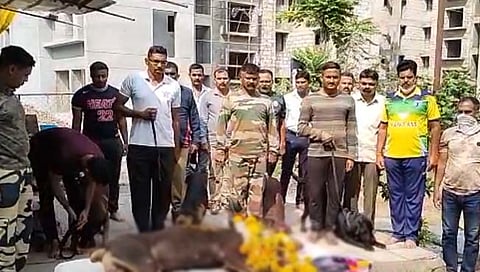 सातारा : महाराष्ट्राचा रेकॉर्डब्रेक आणि कर्तबगार ‘टिंकू डॉग’ चे निधन