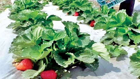 सातारा : ढगाळ हवामानाचा स्ट्रॉबेरी, गव्हाला फटका