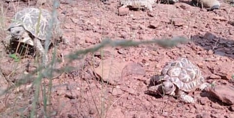 तस्करांकडून जप्त केलेल्या स्टार कासवांनी राजुरा वनक्षेत्रातील जंगलात घेतला सुटकेचा श्वास