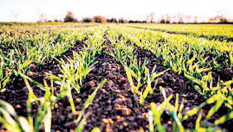 बीड : साडेसात हजार रुपये वीज बिल, पण एक गुंठा जमिनीला पाणी मिळेना!