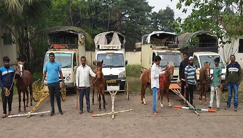 टोप येथे बेकायदेशीर घोडागाडी शर्यत; आठ जणांवर कारवाई