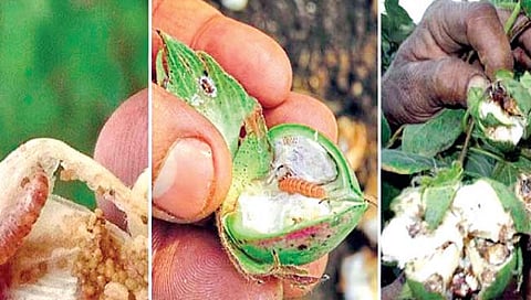 कपाशीवरील गुलाबी बोंड अळीचा प्रादुर्भाव कसा रोखाल?