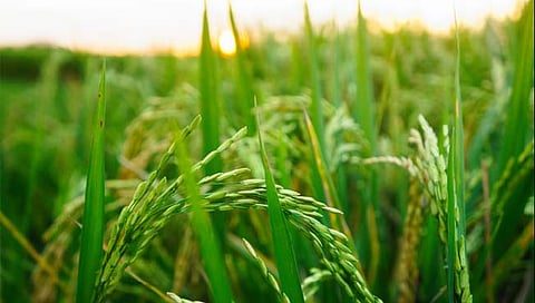 कोकणातील इंद्रायणी भात दुष्काळी टापूत