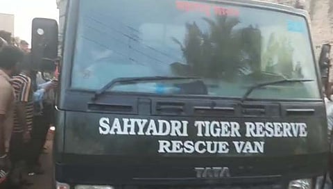 सातारा : येणकेतील बिबट्या अखेर सापळ्यात