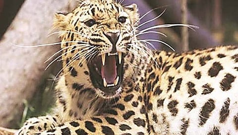 पुण्यातील रेस्क्यू कॅम्पमधून तीन बिबटे शहापुरात रवाना