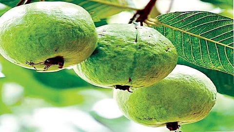 फळपीक : पेरू लागवड करा आणि भरघोस उत्पन्न मिळवा