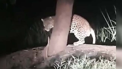 leopard-hiding : कडुलिंबाच्या आडोशाला लपलेला बिबट्या कॅमे-यात कैद