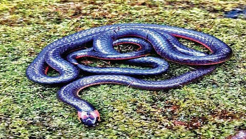 वेंगुर्लेत आढळला अतिदुर्मीळ निळा ‘कॅस्ट्रो कोरल स्नेक’