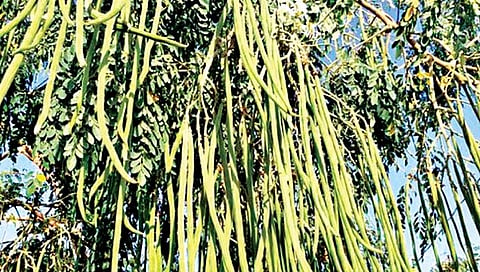 पिकपाणी : शेवग्याची शेती कशी करावी?