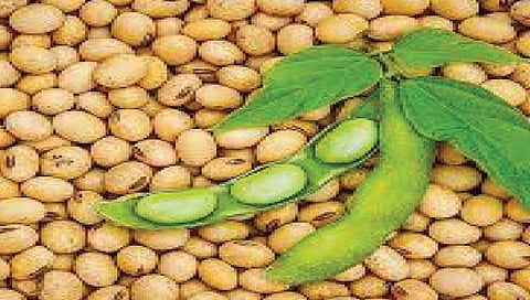 कोल्हापूर : सोयाबीनच्या दरात वाढ; मात्र आवक कमीच