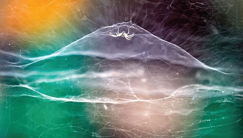 दहा वर्षांच्या भारतीय मुलाने मिळवले छायाचित्र स्पर्धेत यश