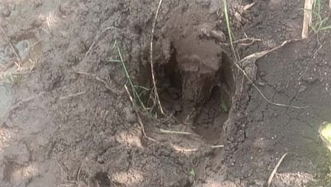 कोल्हापूर : उदगाव परिसरात तीन गव्यांचा धुमाकूळ