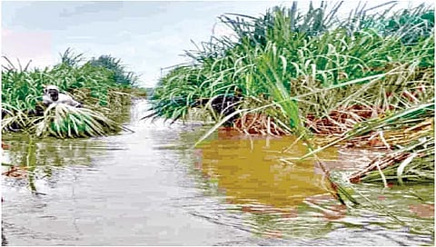 सांगली : यंत्रणेतील कोल्हे तोडत आहेत ऊस उत्पादकांचे लचके