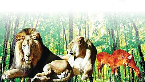 राज्यातील प्राणिसंग्रहालयांत 200हून अधिक प्राण्यांचे मृत्यू!