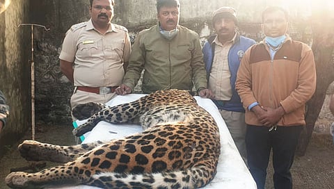 Leopard death : कराडमध्ये अज्ञात वाहनाच्या धडकेत बिबट्या ठार