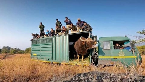 सांगली : अखेर पाच दिवसानंतर गव्याला नैसर्गिक अधिवासात साेडण्यात यश (video)