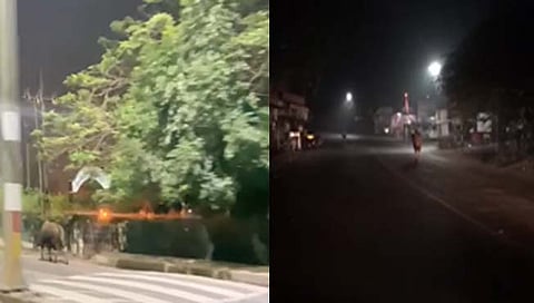 कोल्हापूर ; नागाळा पार्क, विवेकानंद कॉलेज परिसरात दोन गव्यांचा वावर