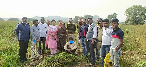 औरंगाबाद : भिलदरी आणि जैतखेडा परिसरात फूलतेय गांजाची शेती