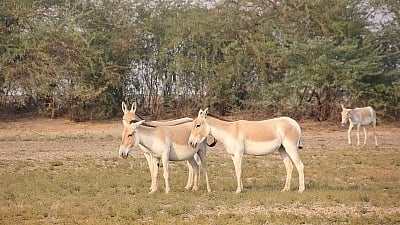 चीन उठला गाढवांच्या जीवावर! धक्कादायक माहिती आली समोर