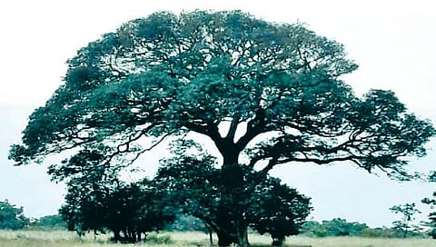 सांगली : ‘चांदोली’तील दिशादर्शक ‘जनीचा आंबा’