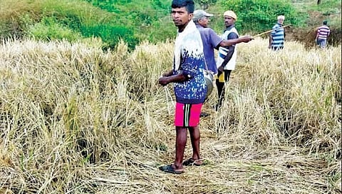 बेळगाव : धामणेवासीयांचा धावा, परत जा रे देवा!