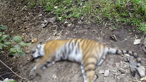 नागपूर : पेंच व्याघ्र प्रकल्पात वाघीण आढळली मृतावस्थेत