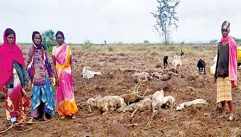 पाऊस काळ बनून आला अन् होत्याचं नव्हतं करुन गेला