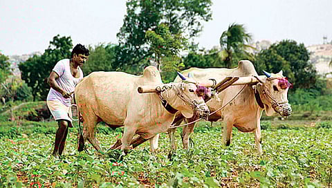 पीएम किसान : नोंदणीकृत शेतकऱ्यांसाठी ‘ई-केवायसी’ सक्तीचे
