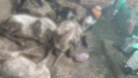 सातारा : पावसाचा तडाखा; वाईत २० बकऱ्यांचा मृत्यू