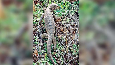 अबब..! साडेचार फूट लांबीची घोरपड!