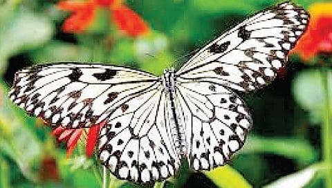 मालाबार ट्री निम्फ गोव्याचे राज्य फुलपाखरू