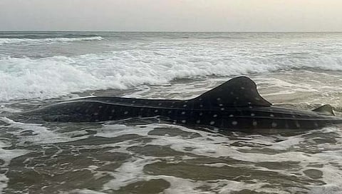 याठिकाणी मच्छिमाराच्या जाळ्यात अडकला जगातील सर्वात मोठा मासा