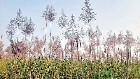 वाई तालुक्यात ‘फड सांभाळ तुर्याला गं आला’