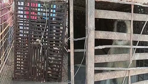 कुत्र्यांची हत्या करणाऱ्या त्या आरोपी वानरांना अखेर जेरबंद केलं