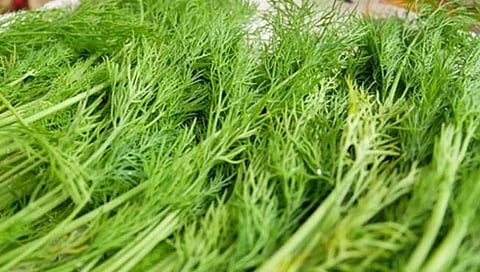 सांगली : 'या' गावात शेपूची भाजी का खात नाहीत?