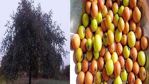 माडग्याळच्या देशी बोरांना मागणी वाढू लागली