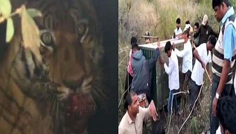 बकरीचे शिकार करताना वाघीण पिंजऱ्यात अडकलेली होती. तिला वन विभागाच्या कर्मचार्यांनी गोरेवाडा प्राणी संग्रहालयात उपचारासाठी दाखल केले होते.