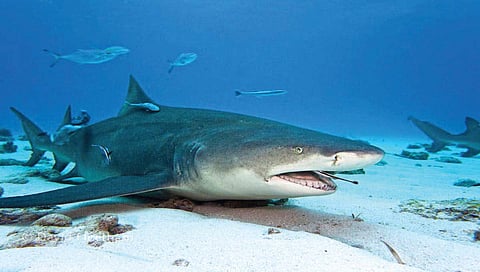 कोरोना विषाणूशी लढण्यास शार्कची अँटिबॉडी उपयुक्त