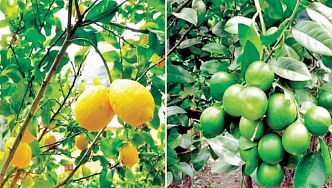 लिंबू पिकाचे कीड नियंत्रण