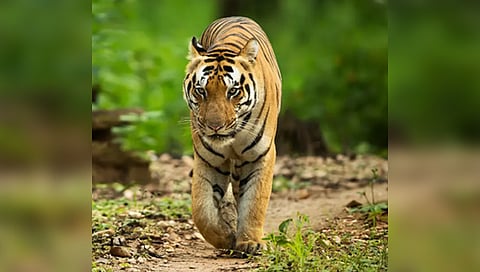 देशात गतवर्षी १०६ वाघांचा मृत्यू; केंद्रीय वनमंत्र्यांची माहिती