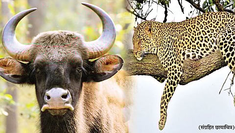 सांगली : गव्याचा गवगवा, बिबट्यांची डरकाळी!