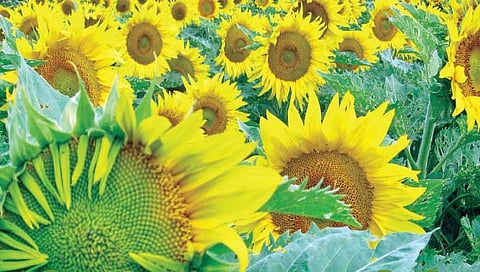 सूर्यफुलाचे पीक फायदेशीर, जाणून घ्या लागवड कशी करावी