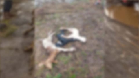 कळवण तालुक्यातील नांदुरी येथे पावसाच्या थंडी गारठून १४ मेंढ्यांचा मुत्यू