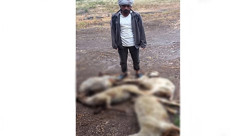 Nashik Rain : अवकाळी पावसाने देवळा तालुक्यातील दहिवड येथे १६ जनावरांचा मृत्यू