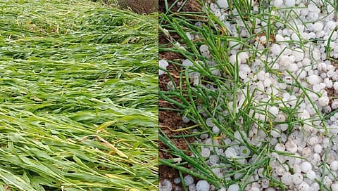 औरंगाबाद : पाचोड परिसरात अवकाळी पावसाचा फटका; पिकांचे नुकसान झाल्याने शेतकरी हवालदिल