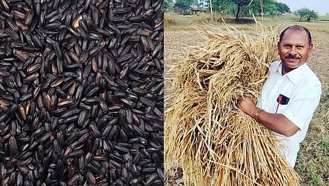 काय म्हणता, काळा भात! शेतकऱ्याने घेतले ७० पोती उत्पन्न