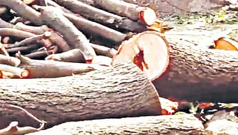 सायनमध्ये बिल्डरांसाठी २१,५०० झाडांचा बळी?