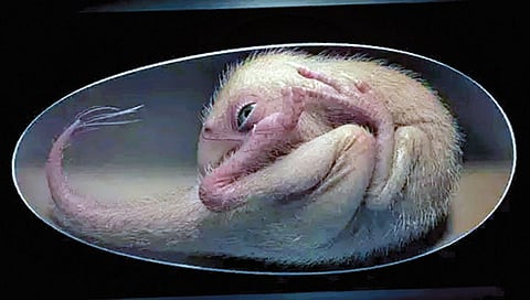 डायनासोर च्या अंड्यातील भ्रूणाचे सापडले जीवाश्म